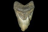Bargain, Fossil Megalodon Tooth - Foot Shark #147403-1